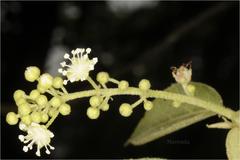 Croton laccifer